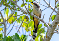 Sanibel 2019