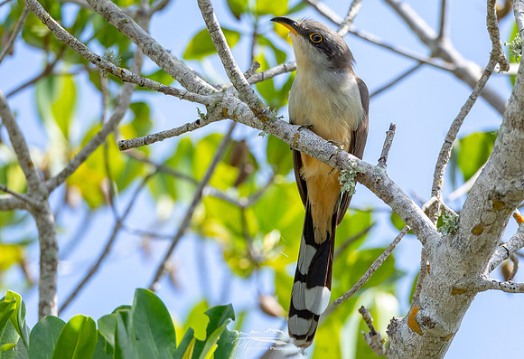 Mangrove Cuckoo Looking Back