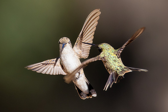 Hummingbird Wars IV