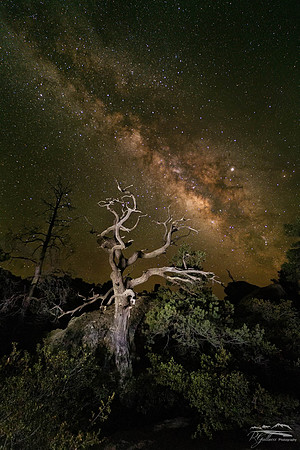 A Tree in the Night