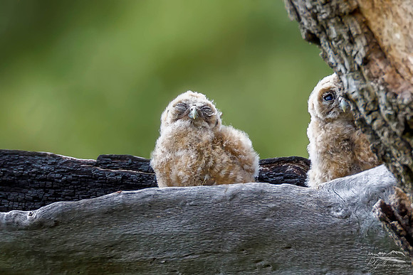 Spotted Owlets