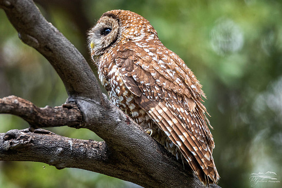 Mexican Spotted Owl