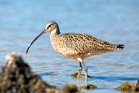 Long-billed Curlew