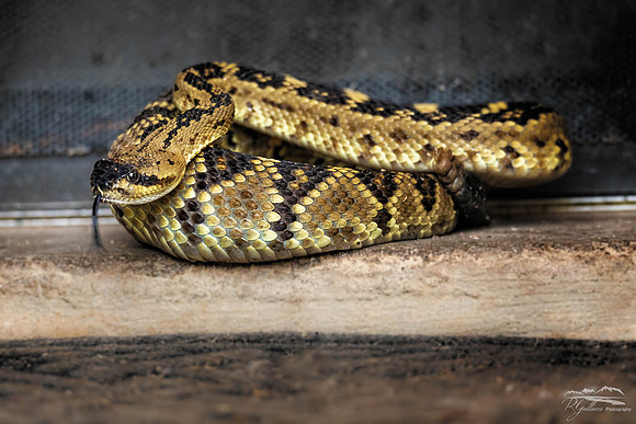Black-tailed Rattlesnake (Crotalus molossus)