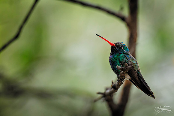 Broad-billed Hummingbird 7_31