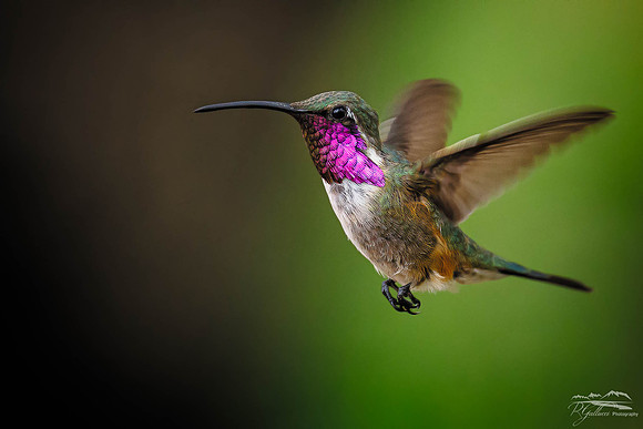 Lucifer Hummingbird (Calothorax lucifer)