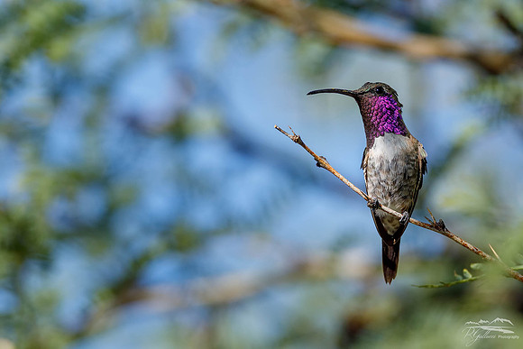 Lucifer Hummingbird 8-20