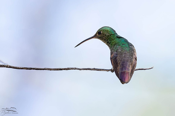 Beryline Hummingbird