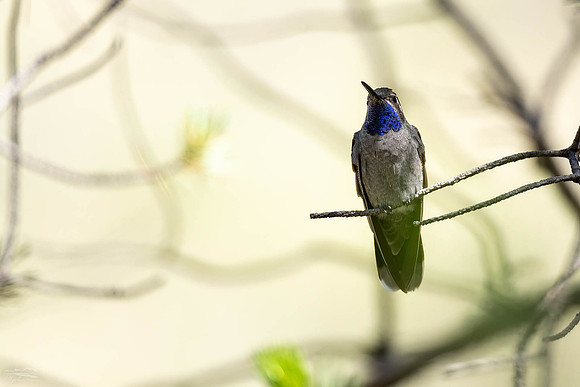 Blue-throated Mountain-gem