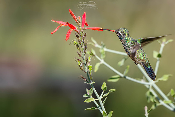 Broad-billed Hummingbird 8-31