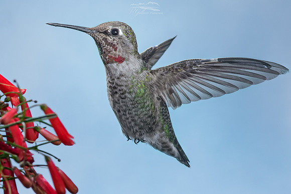 The Bully (Anna's Hummingbird)