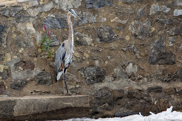 Great Blue Heron at Red Mill