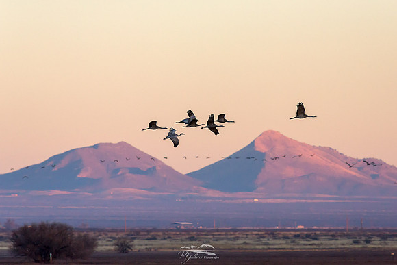 Flight of the Sandhill Cranes II