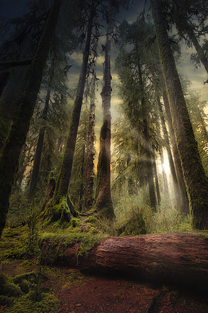 Late Day in the Hoh Rain Forrest