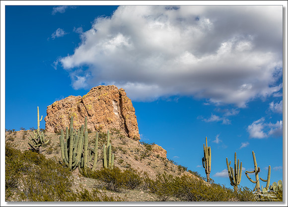 Saguaro and the Hoodool