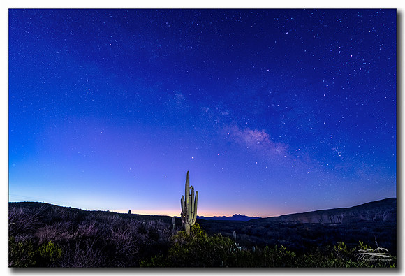 The Saguaro and the Night