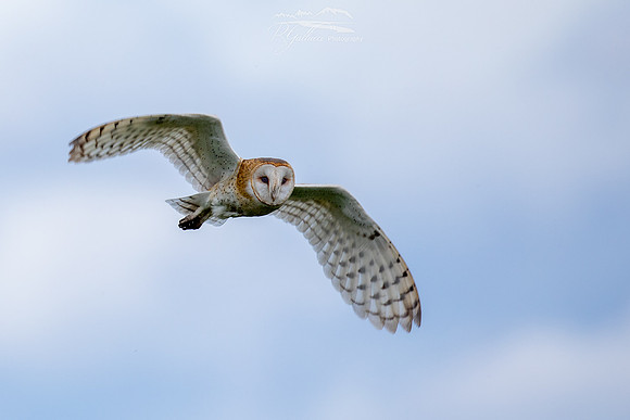 Barn Owl in Fligt