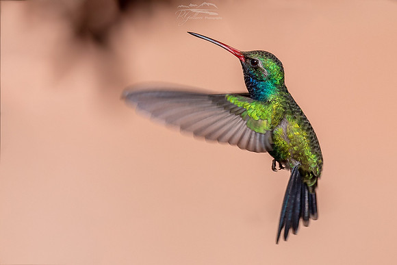 Broad-billed Hummingbird 2020