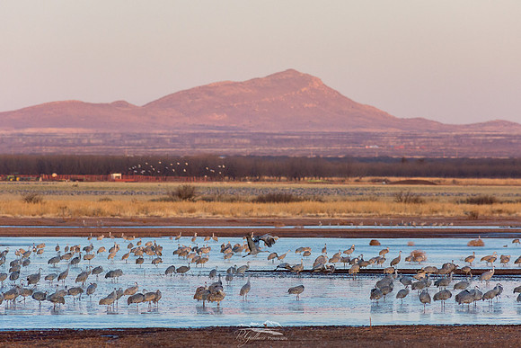 Sandhill Crane on Ice
