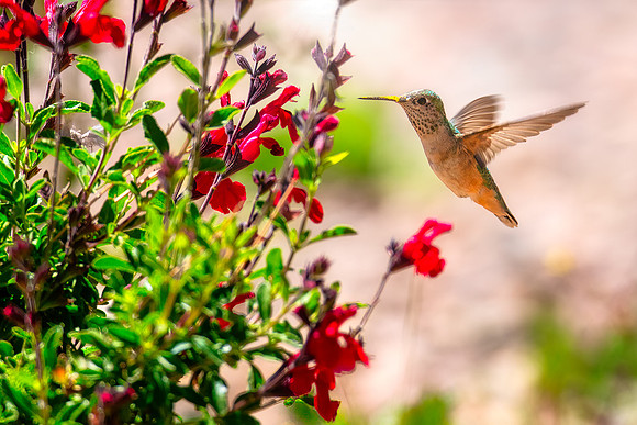 The Pollinator