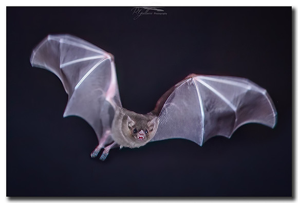 Lesser Long-nosed Bat III