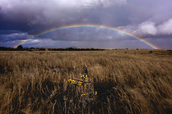 The Cactus and The Rainbow