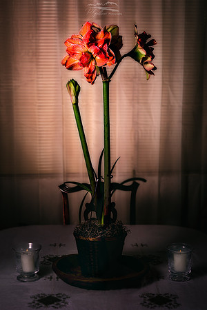Amaryllis Exotic Nymph