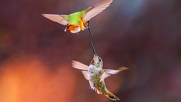 Hummingbird Wars I