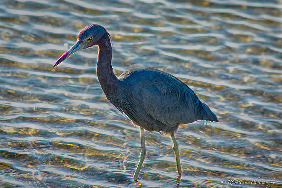 Reddish Egret