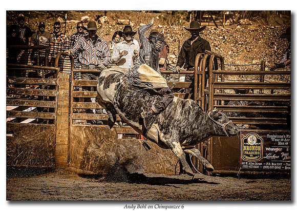 Andy Bohl on Chimpanzee 6_