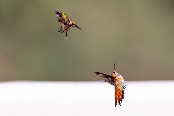 Hummingbird Wars XI