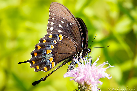 Spicebush Swallowtail