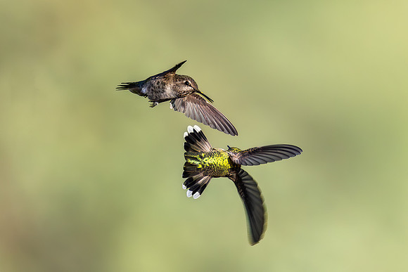 Hummingbird Wars X