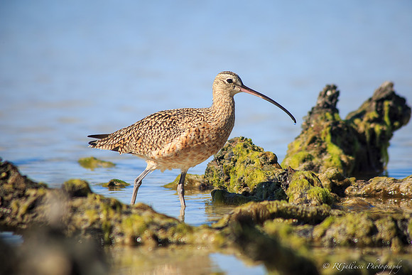 Long-billed Curlew