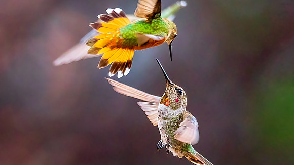 Hummingbird Wars II