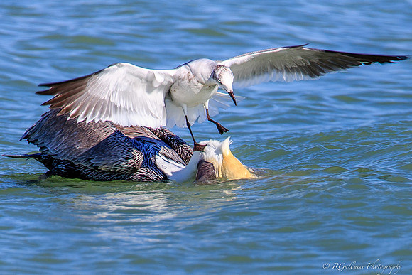 The Pelican and The Seagull