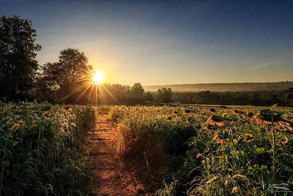 Sunrise at the Sunflower Farm