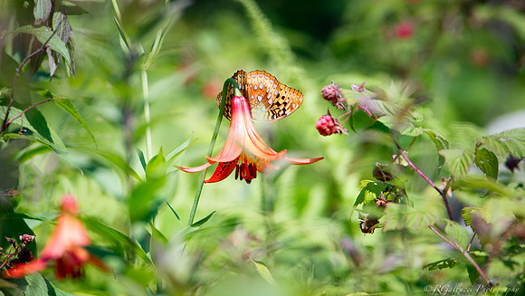 Fritillary and the Daylilly IV