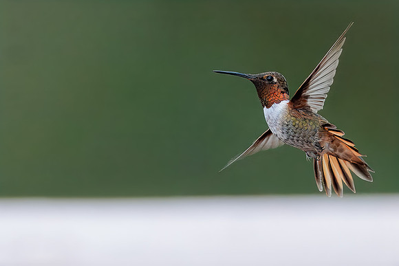 Flight of the Anna's