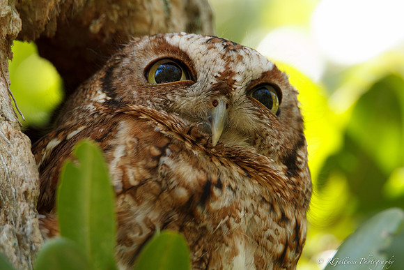 Eastern Screech Owl II