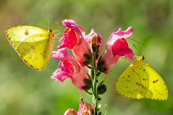 Cloudless Sulphur Butterflies