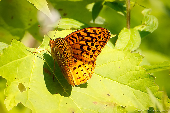 Great Spangled Fritillary II