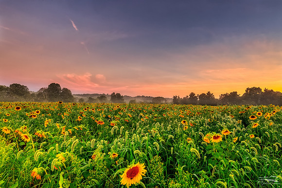Sunflower Maze Sunrise