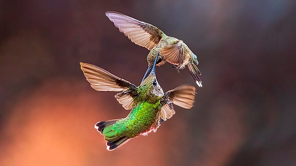 Hummingbird Wars III