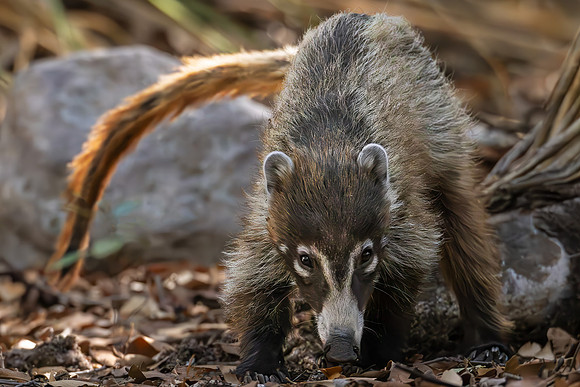 Coati's I