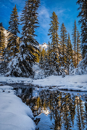A View through the Forest